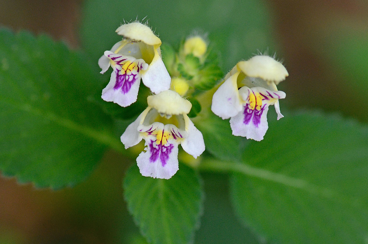 Galeopsis speciosa / Galeopside splendida